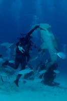 Bimini Hammerhead feeding