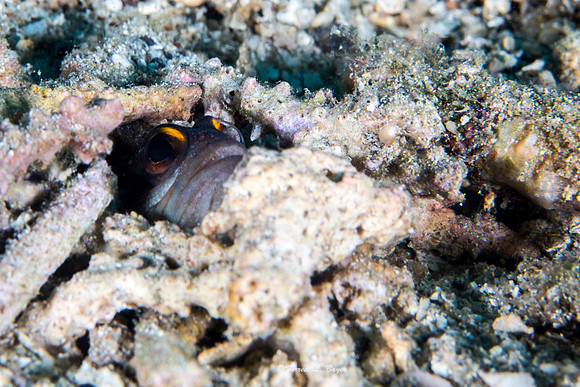 Goby