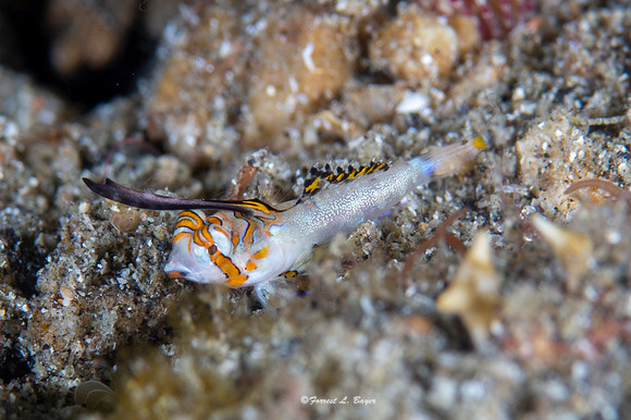 Orange Black Dragonet