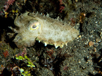 Pigmy Cuttle Fish