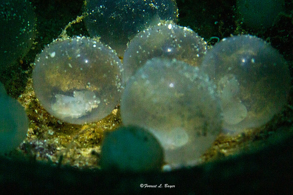 Flamboyant Cuttle Fish Eggs
