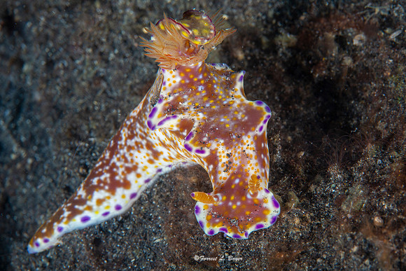 Ceratosoma Tenue Nudibranch