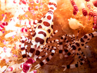 Coleman Shrimp