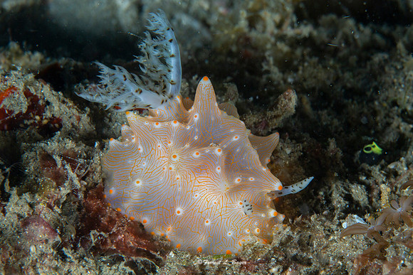 Halgerda batangas Nudibranch