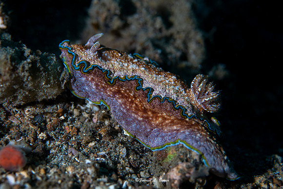 Glossadoris cinta Nudibranch
