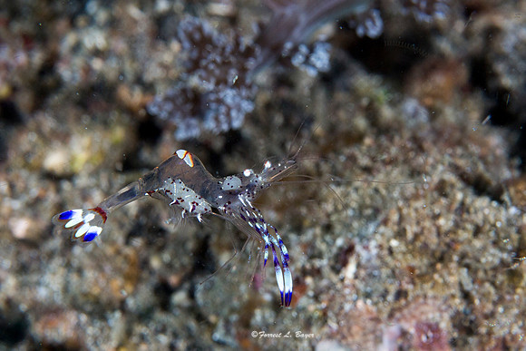 Cleaning Shrimp