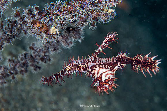 Ornate Ghost Pipefish