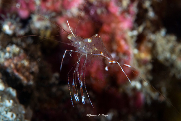 Cleaning Shrimp