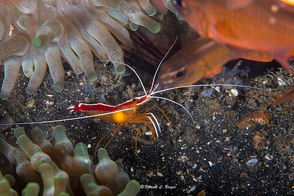 Shrimp