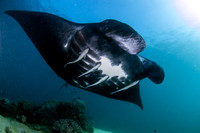 Manta North Raja Ampat