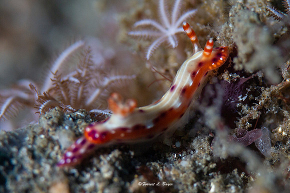 Hypselodoris maculosa Nudibranch