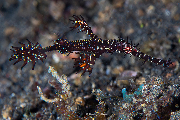 Ornate Ghost Pipefish