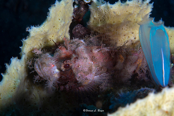 Stonefish