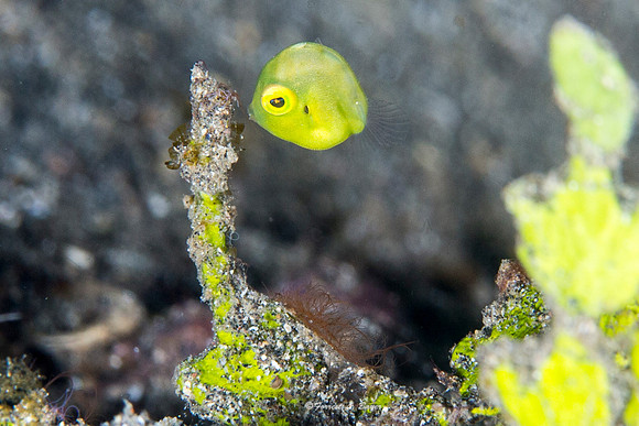 Juvenile Fish