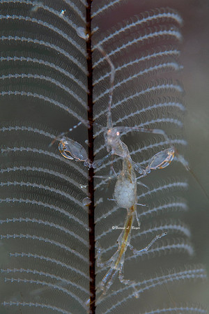 Skeleton Shrimp