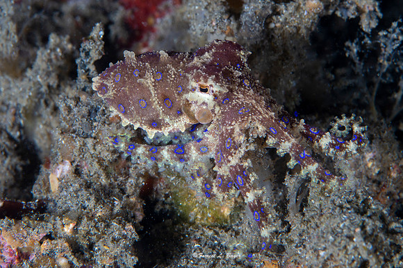 Blue Ring Octopus