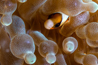 Anemone Fish Pisang