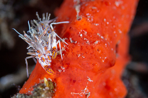 Tiger Shrimp