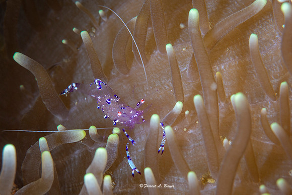 Holthuisi Commensal Shrimp