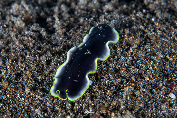 Flat Worm