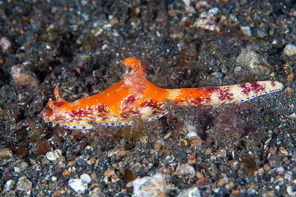 Ceratosoma sp Nudibranch