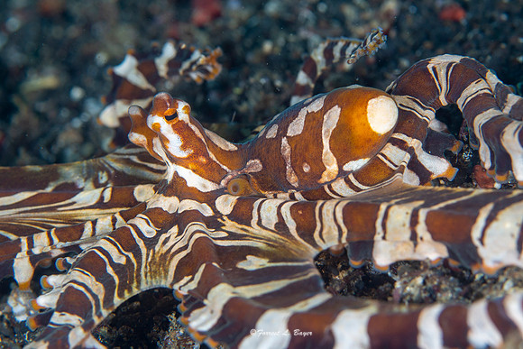 Wonderpus Octopus