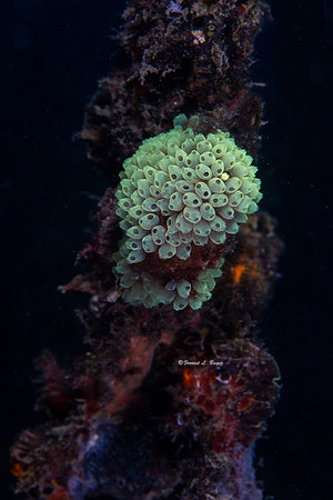 Tunicates