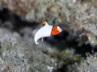 Spotted Parrot Fish