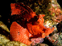 Rhinopias Scorpion Fish