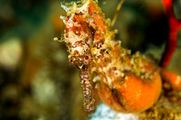 Thorny Seahorse