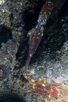Robust Ghost Pipefish