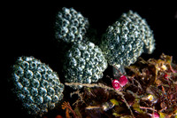 Communal Tunicates Pisang
