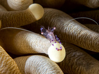 Anemone Shrimp