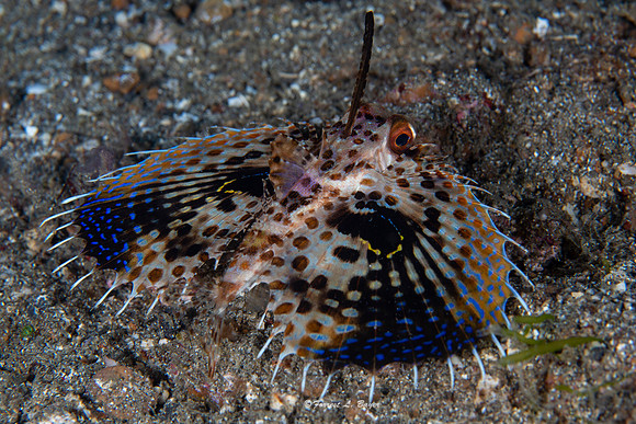 Flying Gurnard