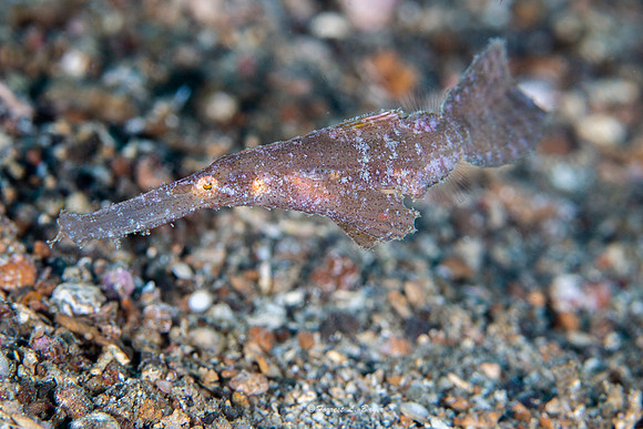 Robust  Pipefish