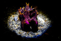 Flamboyant Cuttlefish