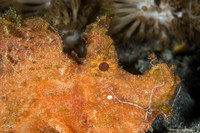 Rhinopias Scorpion Fish