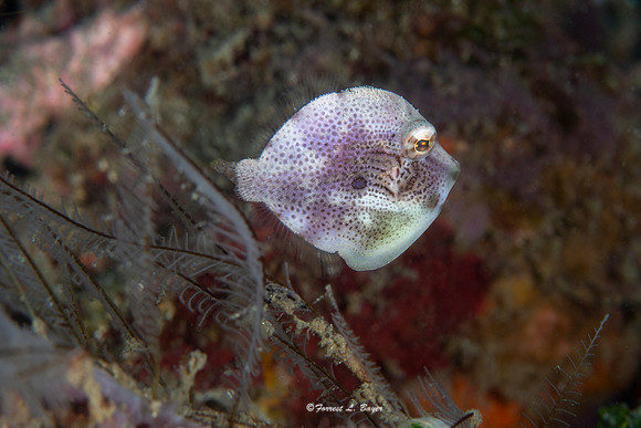 Juvenile Fish