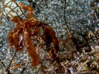 Orangoutang Crab