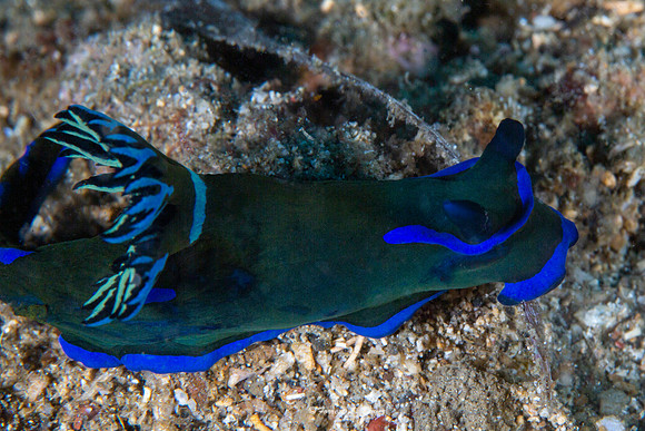 Tambja morosa Nudibranch