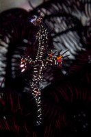Ornate Ghost Pipefish
