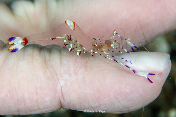 Peacock Tail Anemone Shrimp