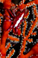 Squat Lobster