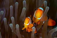Clown Fish