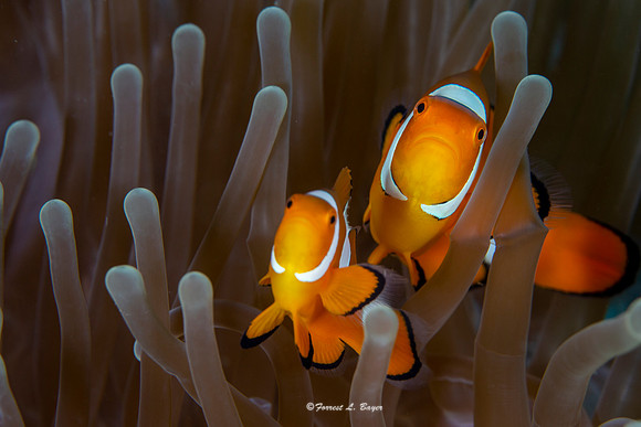 Clown Fish