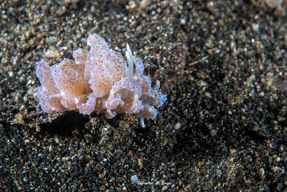 Phyliodesimium koehlria Nudibranch