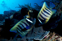 Six Banded Angle Fish