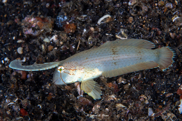 Razor Fish