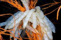Squid Eggs