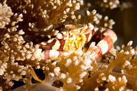 Porcelain Crab